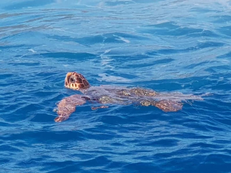 Zakynthos: Turtle Spotting Cruise with Glass-Bottom Boat - The Experience of the Guides