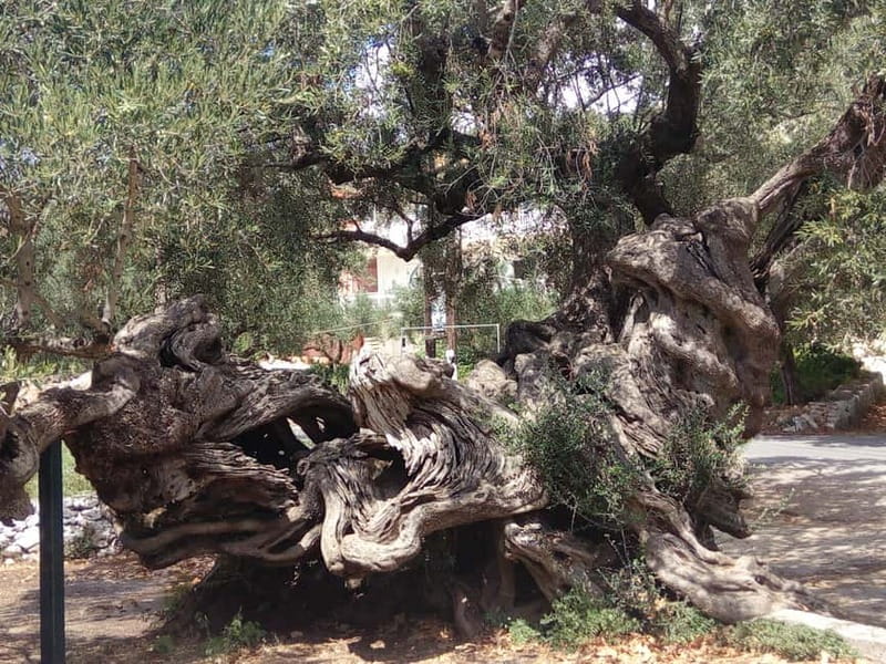 Zakyntos: Island Tour, local sites seeing, South 1/2 day - Final Thoughts