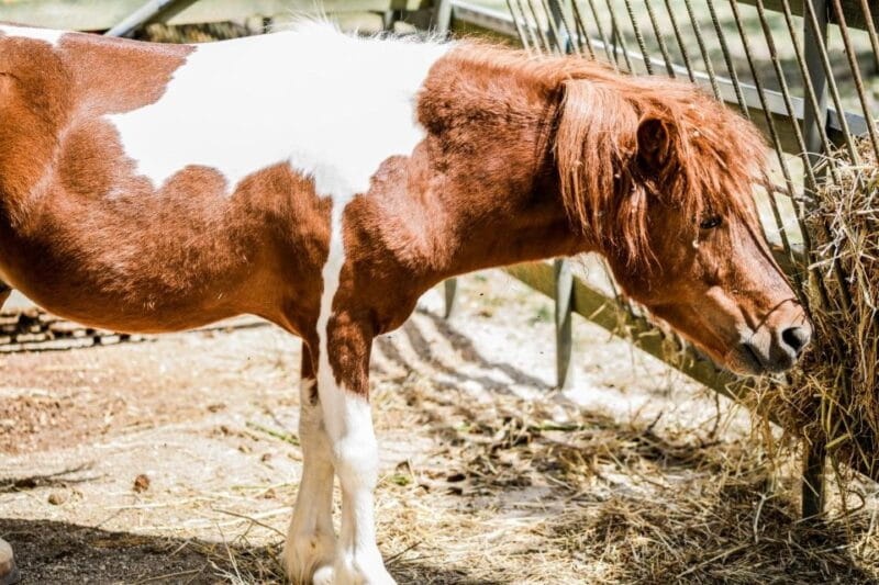 Zante: Half-Day Tour to Navagio, Blue Caves & White Beach - FAQ