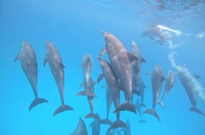 ZANZIBAR: Dolphins tour, Baraka Aquarium & Spice farm - Key points / Takeaways