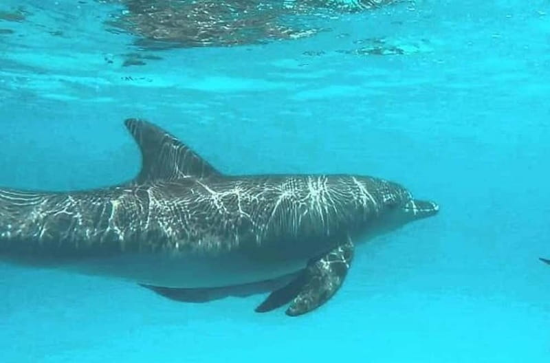 ZANZIBAR: Dolphins tour, Baraka Aquarium & Spice farm - Why This Tour Offers Great Value