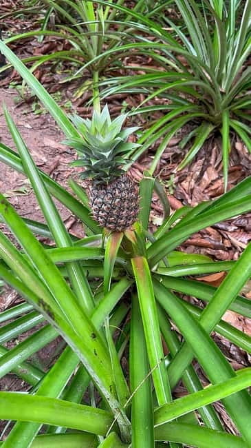 ZANZIBAR: Dolphins tour, Baraka Aquarium & Spice farm - FAQ