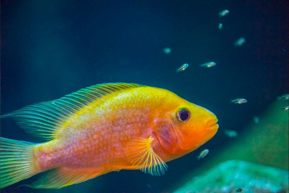 Zaragoza: Aquarium Entry Ticket - Things To Know