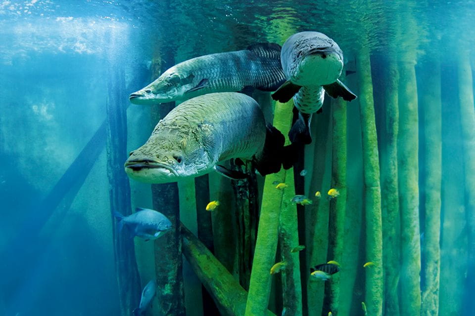 Zaragoza: Combo Amusement Park and Aquarium Entry Ticket - Attractions Overview