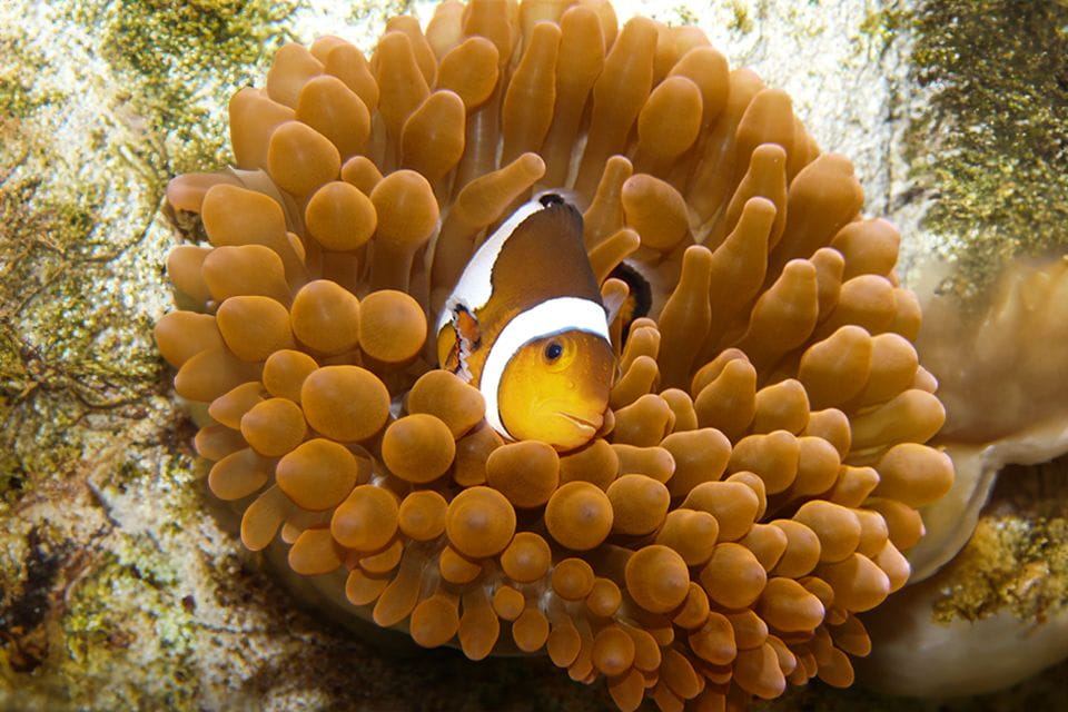 Zaragoza: Combo Amusement Park and Aquarium Entry Ticket - Accessibility Options