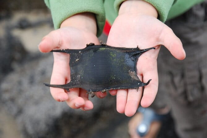 Zeeland Beach safari with Fishnet NL/DE - Key points / Takeaways: