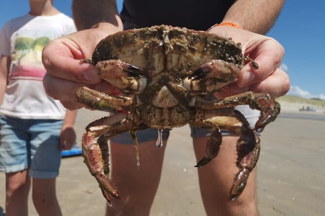 Zeeland Beach safari with Fishnet NL/DE - Price, Logistics, and Practical Tips