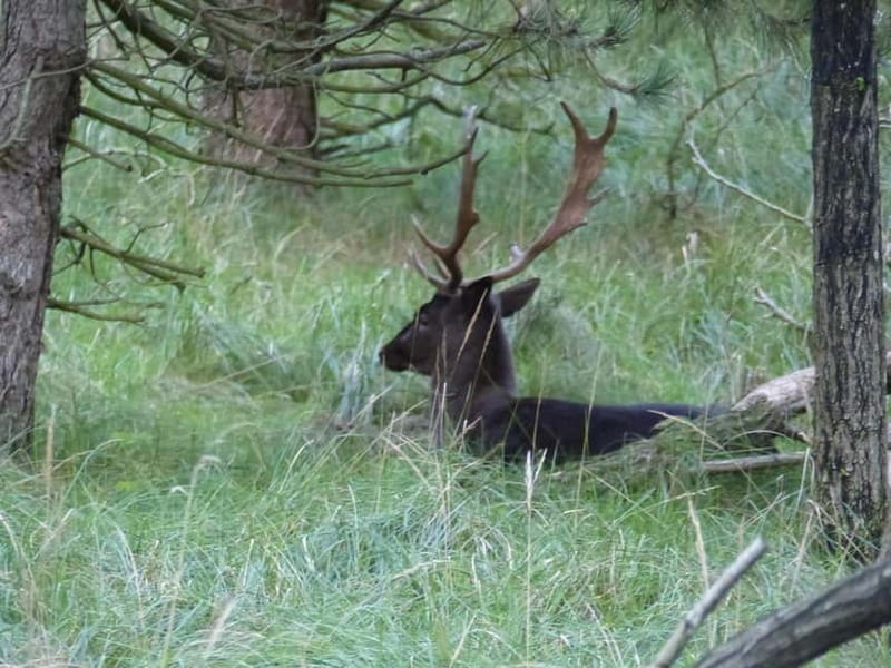 Zeeland: Guided Bos en Duin Safari NL/DE - Key points / Takeaways