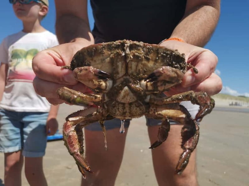 Zeeland Strand safari met visnet NL/DE - Key Points / Takeaways