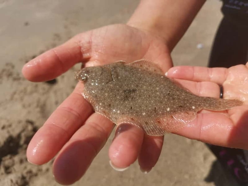 Zeeland Strand safari met visnet NL/DE - Exploring the Zeeland Strand Safari: A Detailed Review