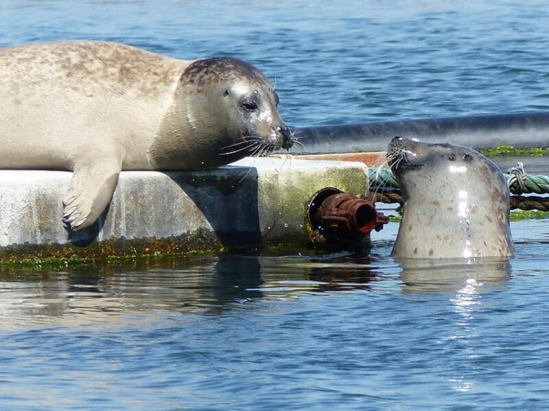 Zeeland Zeehonden strand safari NL/DE - FAQ: Practical Questions About the Zeeland Seal Safari