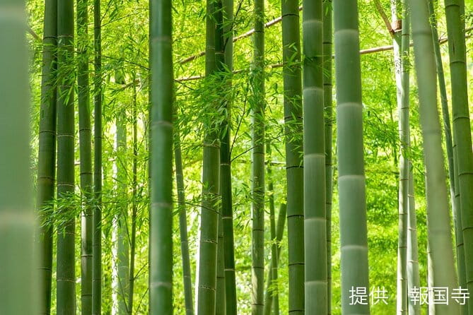 Zen Retreat in Kamakura: Zen Meditation, Bamboo Temple, and Lunch - Zen Meditation