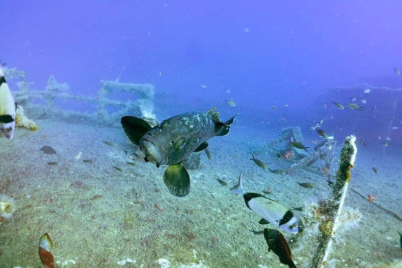 Zenobia Wreck: Private Guided Dive - Final Thoughts