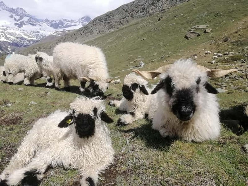 Zermatt: Matterhorn Glacier Paradise & Schwarzsee Hike - Final Thoughts