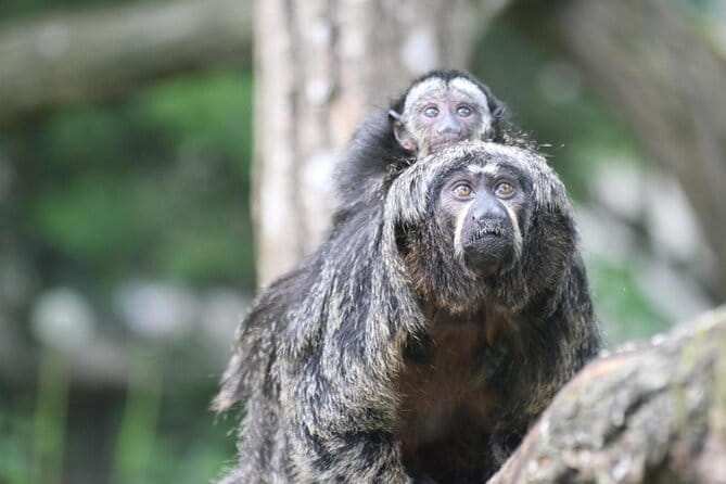 Zoo Of Beauval - Private Trip - Key points / Takeaways