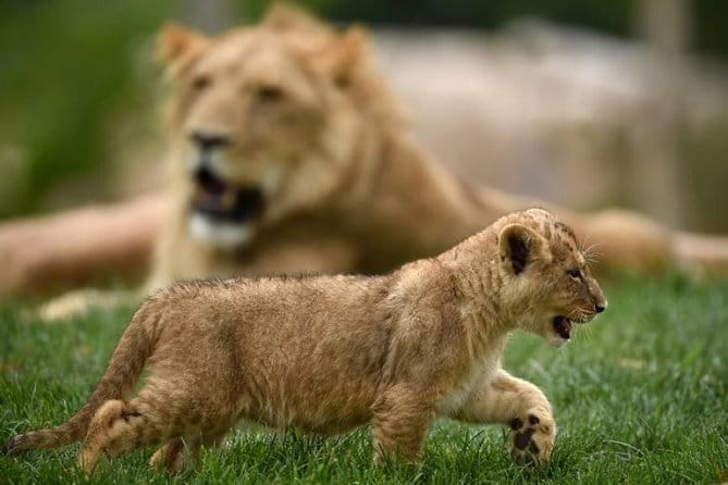 Zoo Of Beauval - Private Trip - Who is this trip best suited for?