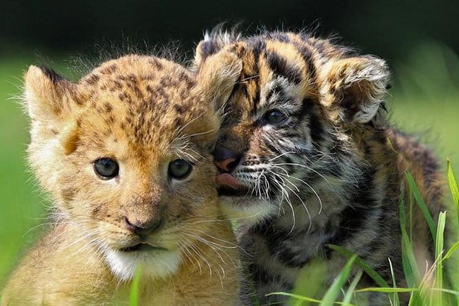 Zoo Of Beauval - Private Trip - The Sum Up: Who Should Consider This Private Trip?