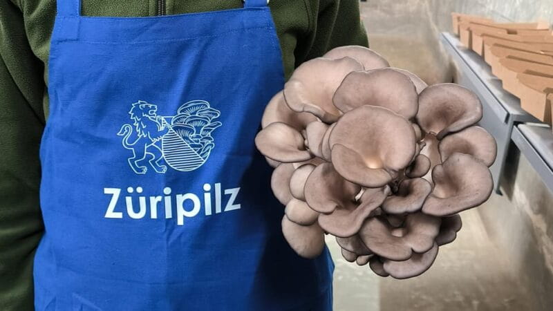 Zurich's best-kept secret: the hidden world of mushrooms! - Zurich’s Hidden Gem: Exploring the Secret World of Mushrooms