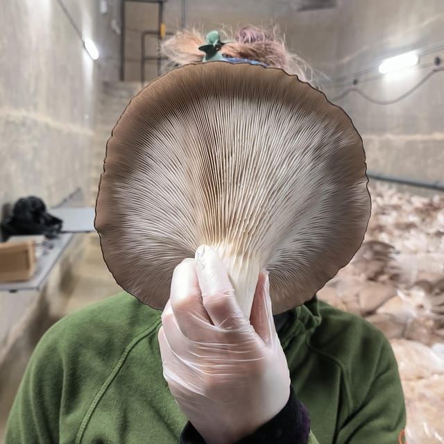 Zurich's best-kept secret: the hidden world of mushrooms! - The Experience: Inside Zurich’s Secret Mushroom World