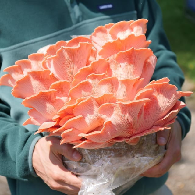 Zurich's best-kept secret: the hidden world of mushrooms! - Final Thoughts: Is It Worth It?